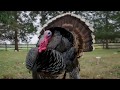 This Is Why All Turkeys Deserve Love