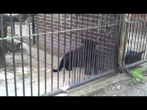 Black jaguar scary jaws ZOO Hodonín