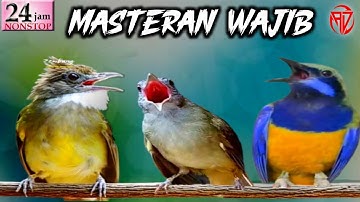 MASTERAN MURAI BATU | FULL ISIAN TEMBAKAN 24 JAM | kapas tembak,cucak cungkok,cucak jenggot