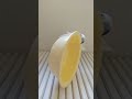 洗面器が気にいらないキバタン#shorts #cockatoo #japan #菅田将暉#鳥 #鳥のいる暮らし  #小松菜奈ちゃんも大好き