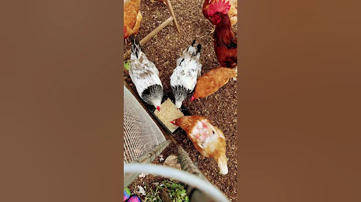 Warm oats and more on a chilly day 🥶 #farming #feed #molting #molt #chickens #oats #winter # #asmr