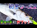 【シーバスゲーム】バイブレーションプラグで明暗を探る初冬シーバスゲーム【デイゲーム】