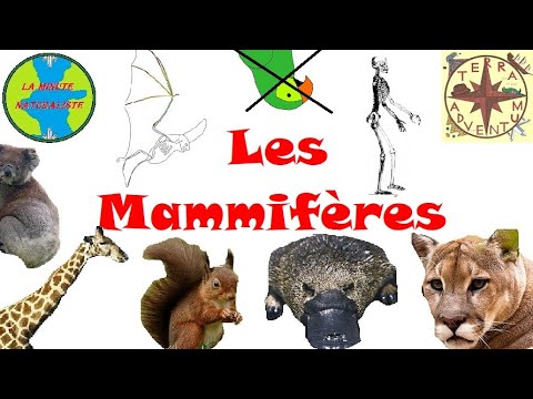 Vidéo: Incroyable à proximité : animaux artiodactyles