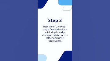 How To Treat Fleas On Dogs #shorts