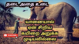 Elephant rope story | Motivational stories | Tamil