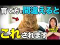 猫の困った行動を悪化させるNGしつけ7選