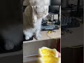 Ржака