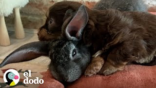 Este es el conejito más pequeño del mundo | Pequeño y Valiente | El Dodo