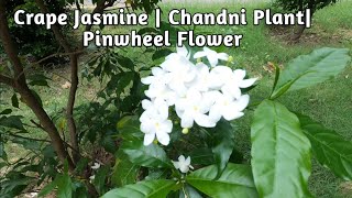 All about Crape Jasmine | Chandni Plant | Pinwheel Flower