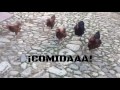 MIS GALLINAS CADA VEZ QUE SALGO A MERENDAR AL PATIO