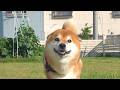 柴犬はいなかったパパを見つけた瞬間、別犬になりました