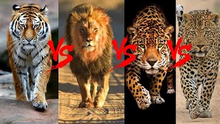 Tiger Roar VS Lion Roar  Big Cats Roar