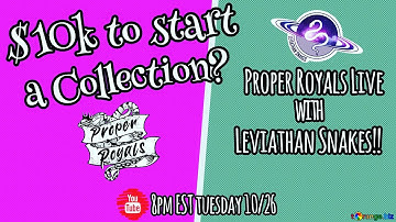 Start a ball python collection with $10k - Proper Royals Live!!