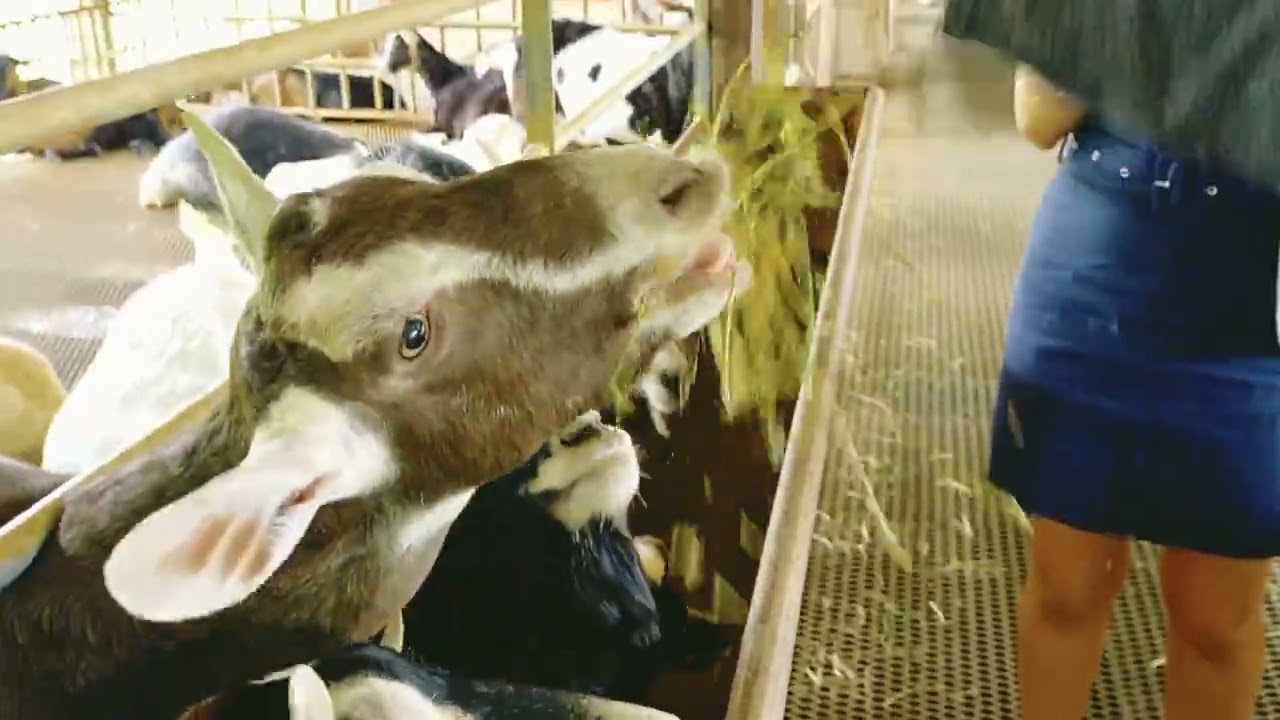 Hay Dairies Pte Ltd Singapore (Goat Farm)