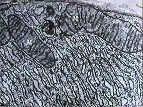 The Cytoplasm - YouTube