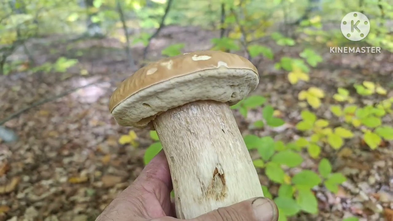 Подивіться які класні гриби правда?