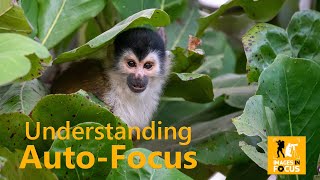 Understanding Auto Focus