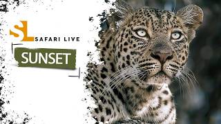 SafariLIVE Sunset - Repeat - 14 September  2026