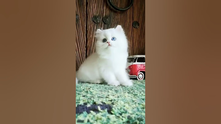 Watch the video about Funny cat videos cute cat videos #shorts