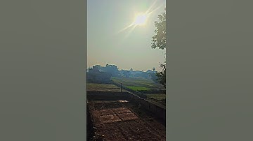 Trees in the forest grow thin