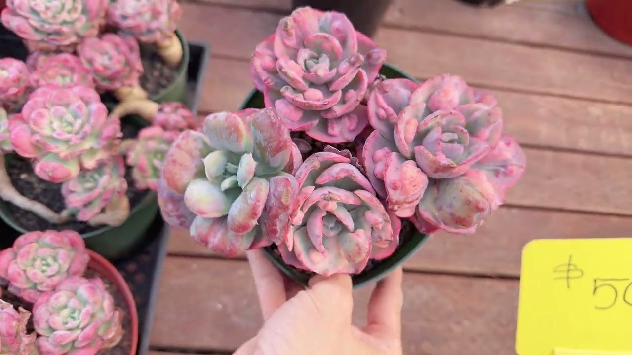 Mimi’s nursery 714-489-1876