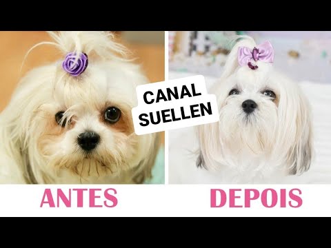 Vídeo: Como preparar um Poodle Bichon