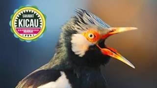 Download Lagu PANCINGAN SUARA BURUNG JALAK SUREN, MASTERAN JALAK SUREN AMPUH MP3