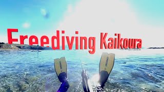 FreedivingSpearfishing Kaikoura, Butterfish Everywhere!!! Crayfish, Moki, Butterfish, Paua.