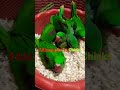 Baby Talking Parrots  Alexandrine Baby Talking Parrots #cute #baby #parrot #youtubeshorts #shorts