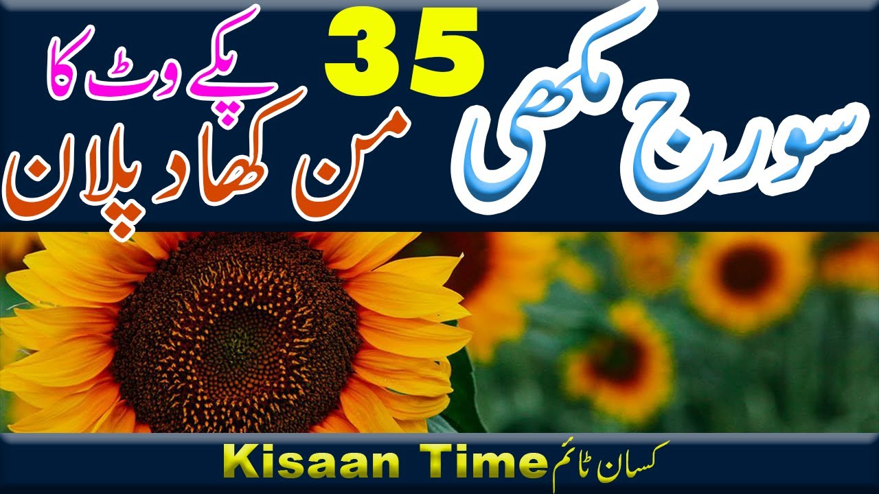 Sunflower fertilizer plan sunflower khad plan best khad plan  سورج مکھی کی کھادkisan time کسان ٹائم