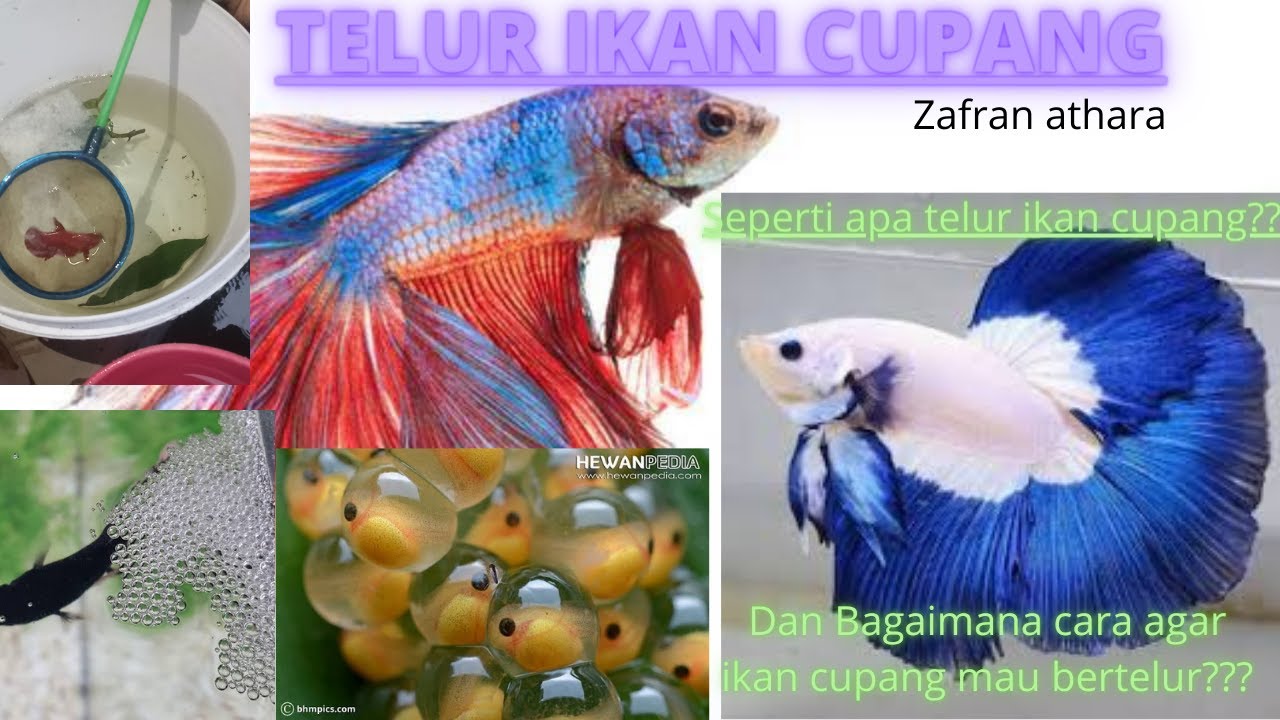 Ikan CUPANG bertelur !!! setelah bersama selama semalam 🌛 