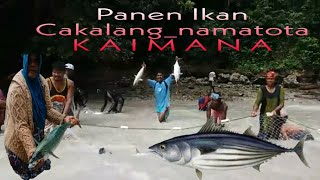 Download Lagu waoow amazing❗❗❗ catch tuna in the shallow water of the village namatota, kaimana papua barat MP3