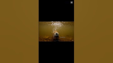 [Bà và Capy] Capy dũng cảm lao xuống sông lấy điện thoại giúp ông cụ #bavacapy #phimhay #cabybara