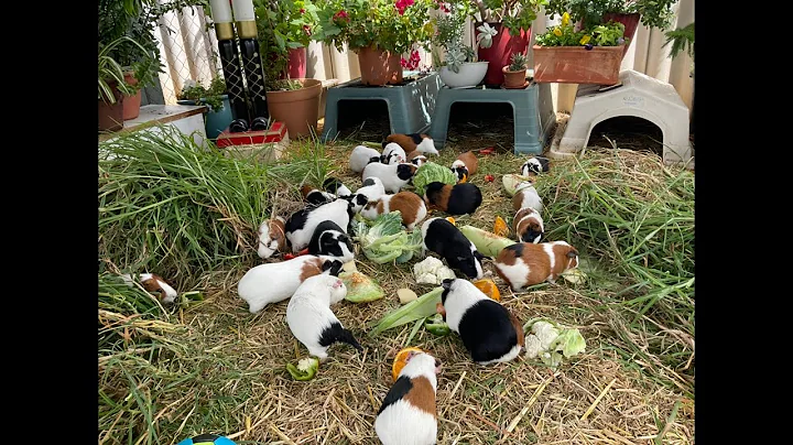 Guinea pigs crazy how such small guinea pigs can d...