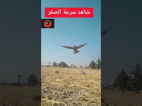 شاهد سرعة الصقر      