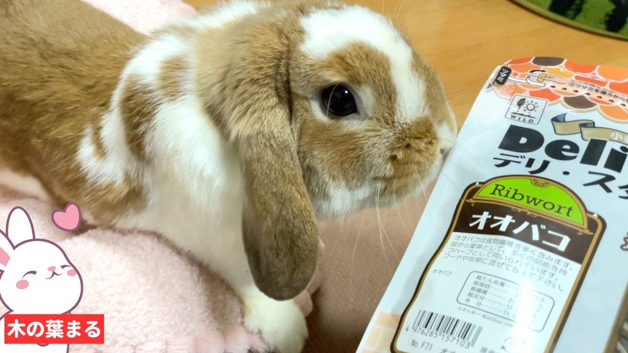 うさぎの好物たんぽぽ超えるオヤツを発見した嫁の思考がヤバすぎ