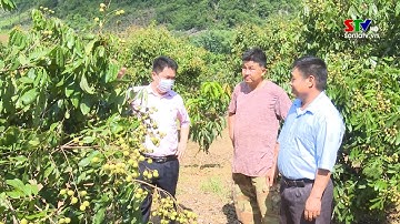 Mai Sơn phát triển cây ăn quả an toàn