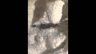Camponotus sp 20151205