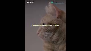 Formation Métiers animaliers - La Contention du chat