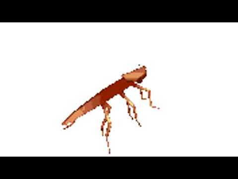 roach dances to black rainbow demo