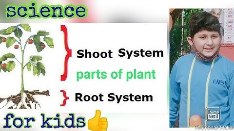 Parts of Plant | Shoot System or Root System | Easy language with pictures | Science for kids