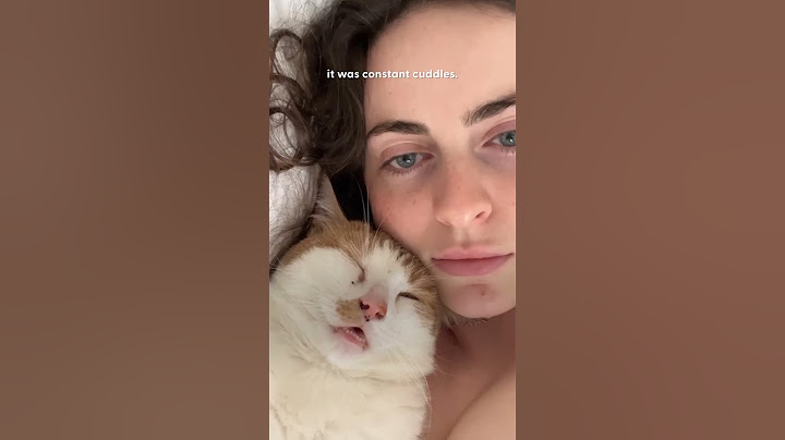 Stray Cat Keeps Climbing Up To This Woman's Window | The Dodo