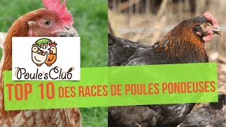 10 races de poules bonnes pondeuses