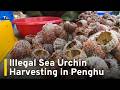 Illegal Sea Urchin Harvesting Spotted in Taiwan's Penghu Islands | TaiwanPlus News
