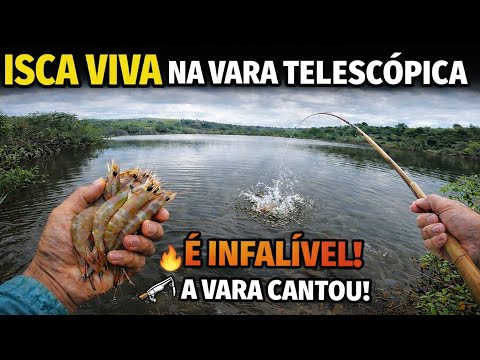 ISCA VIVA NA VARA TELESCÓPICA É INFALÍVEL , a vara cantou