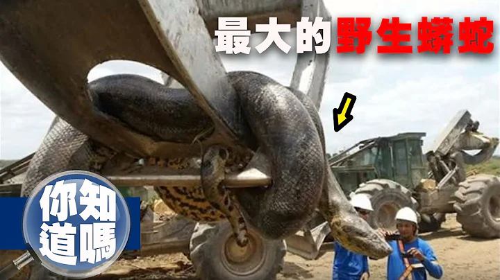 【你知道嗎？】原來蟒蛇是水中蛟龍？6個真實拍攝到的野生蟒蛇影像｜下水道先生 - 天天要聞