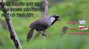 Luyện giọng khướu hot hay đảo giọng có bắt cô trói cột