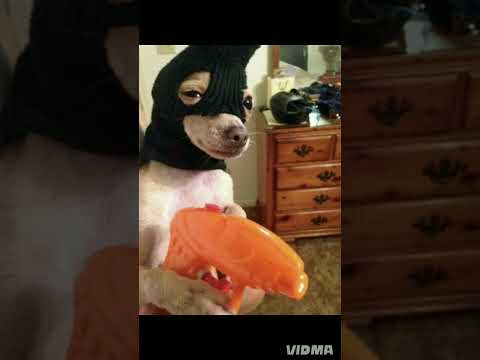 اكتر ١٠ صور مضحكة