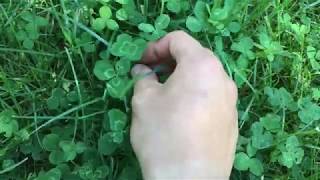 Four leaf clover Finding
