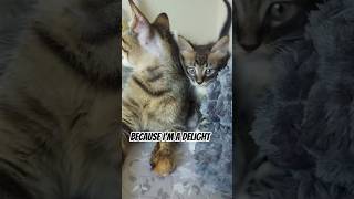 You Dont Have To Like Puffpuff